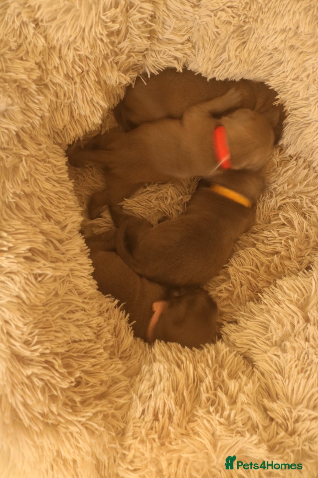 Staffordshire Bull Terrier dogs for sale: pure blue Staffordshire bull terriers - Image 20