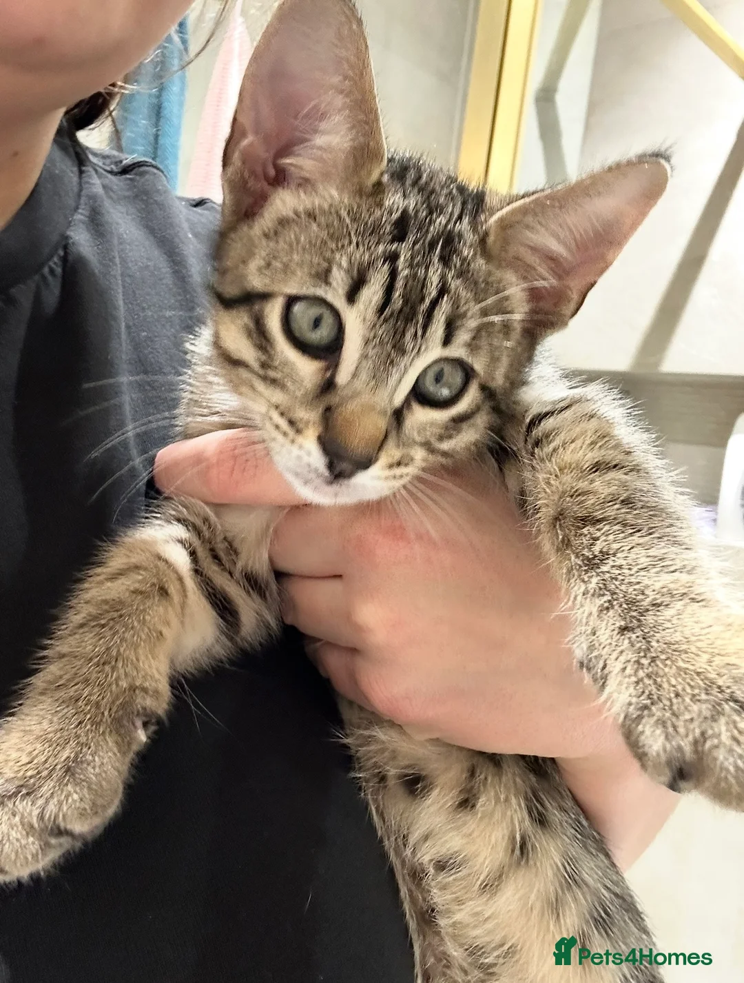 Savannah cats for sale: Savannah F4 TICA registered boy - Advert 4