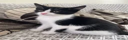 Mixed Breed cats for sale: Two beautiful black & white female kittens - Advert 28
