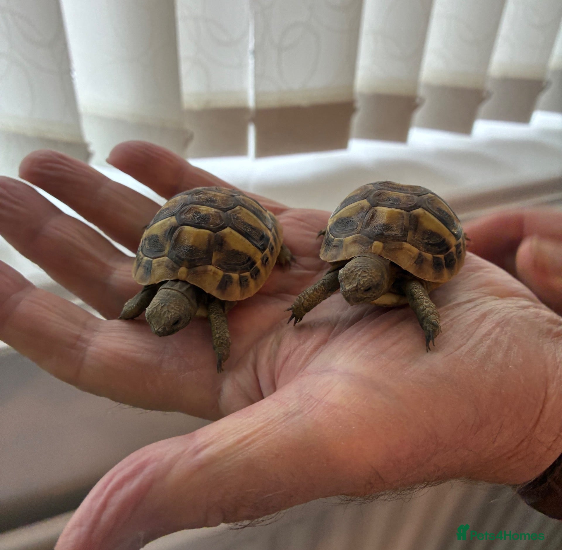 Tortoise reptiles for sale: Hermann Hatchlings  - Advert 1