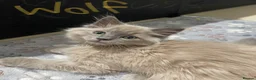 Ragdoll cats for sale: Stunning RARE ragdolls available (plus Persian) - Advert 3