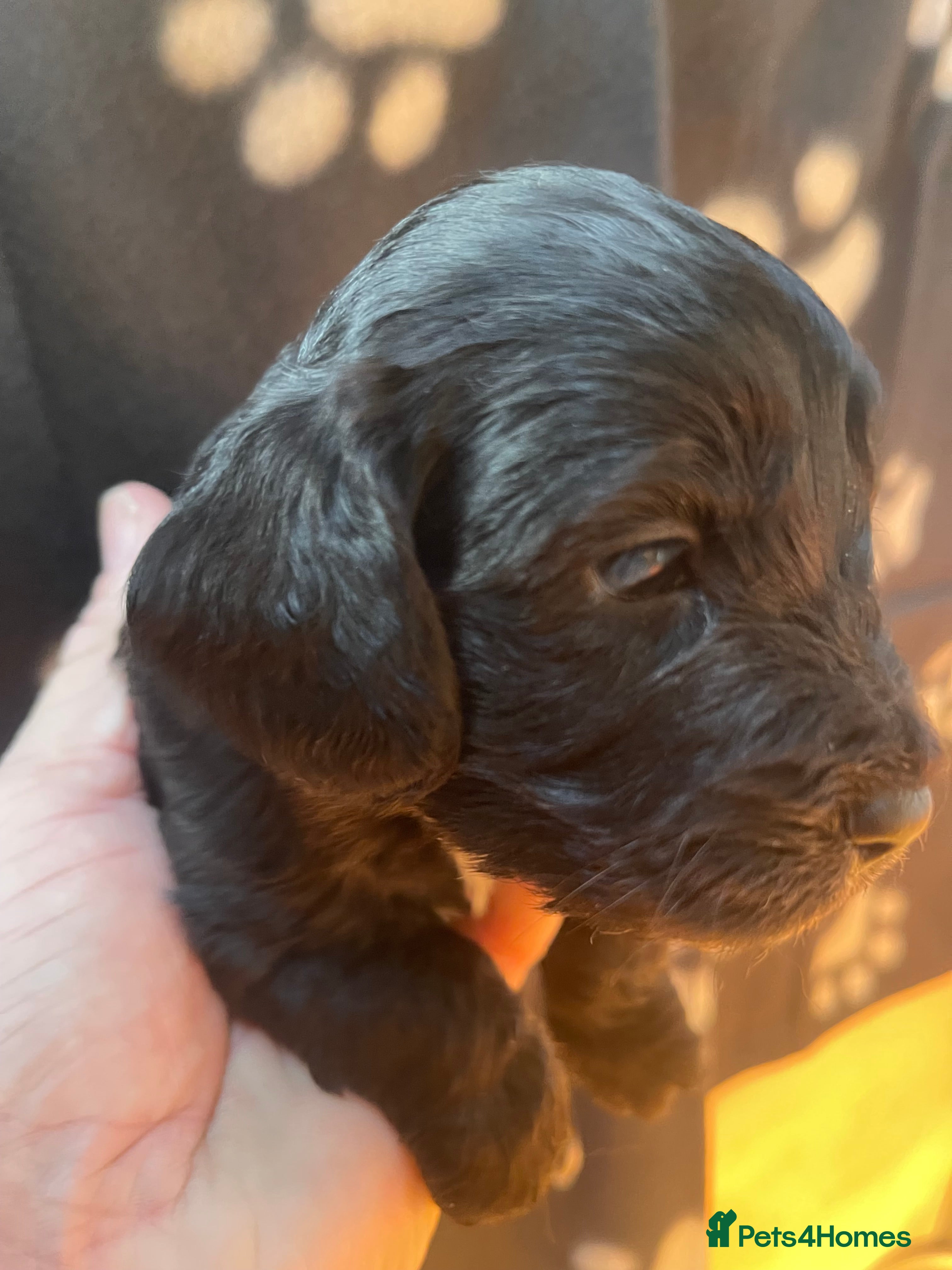 Cockapoo dogs Cockapoo health tested KC parents  - Advert 13