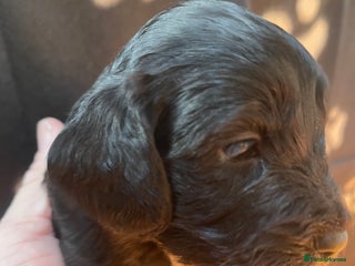 Cockapoo dogs Cockapoo health tested KC parents - Advert 13