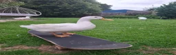 Ducks poultry for sale: 2 x Drakes and/or 8 x hens in need of a good home in Chard - Advert 10