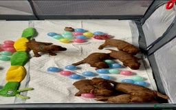 Cockapoo dogs for sale: Stunning Fox Red F1B Cockapoos Outstanding Quality - Image 7