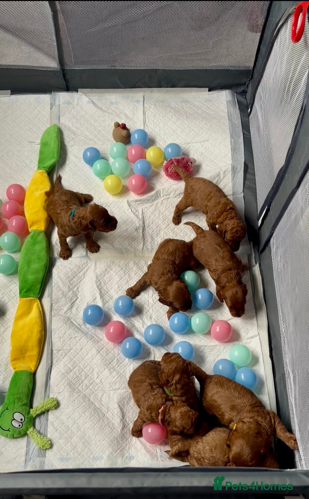 Cockapoo dogs for sale: Stunning Fox Red F1B Cockapoos Outstanding Quality - Image 7