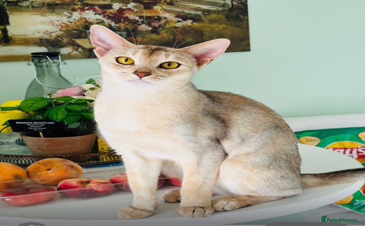 Abyssinian cats TICA registered Abyssinian cat  - Advert 16