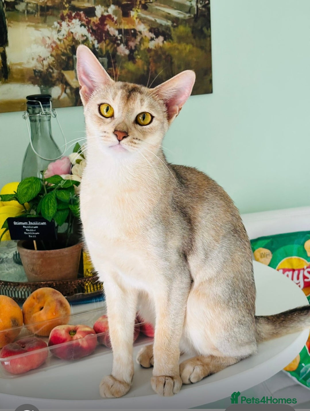 Abyssinian cats for sale: TICA ACTIVE ABYSSiNIAN QUEEN  - Advert 3