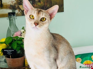 Abyssinian cats TICA registered Abyssinian cat - Advert 16