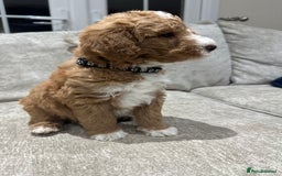 Australian Labradoodle dogs for sale: Australian Labradoodles - Image 13