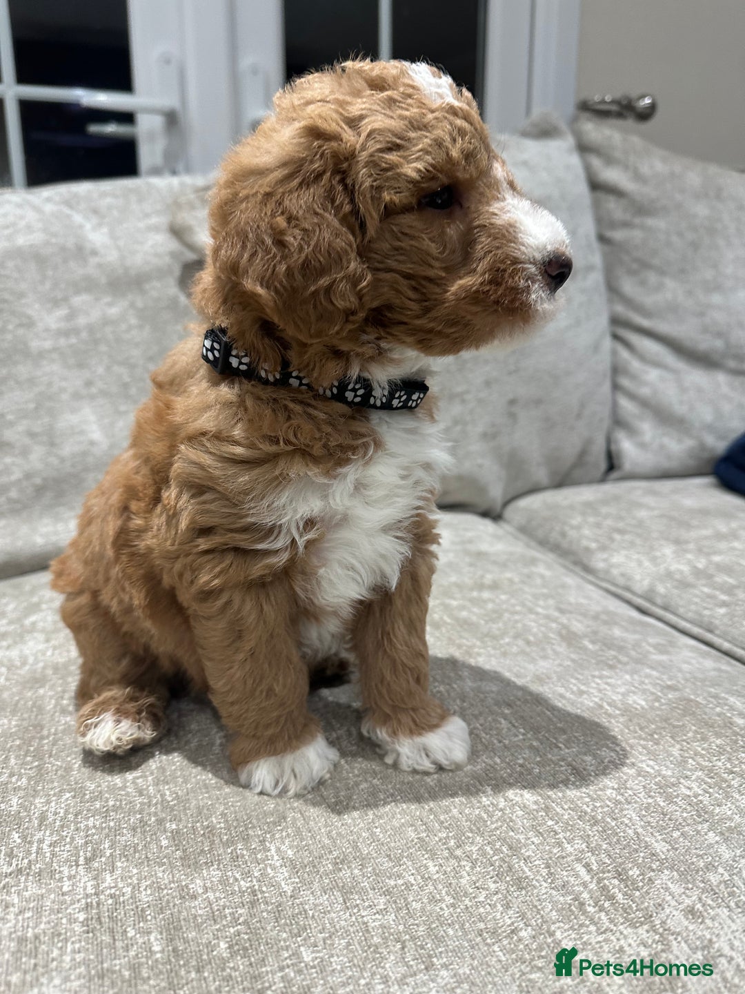 Australian Labradoodle dogs for sale: Australian Labradoodles - Image 13