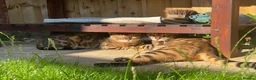 Bengal cats for sale: 2 Bengal Cats *stunning colours* - Advert 7