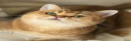 British Shorthair cats for sale: 🌟 Stunning Golden Queen–TICA ACTIVE Registered 🌟 - Advert 16