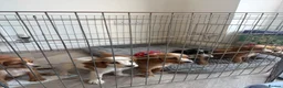 Cocker Spaniel dogs for sale: Outstanding cocker spaniel puppies - Advert 1
