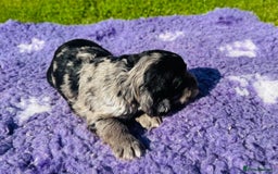 Mixed Breed dogs for sale: Schnoodle Babies 🐾🐾🐾 - Image 5