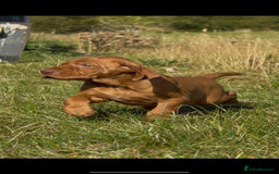 Hungarian Vizsla dogs for sale: Wirehaired Vizsla’s - Image 8