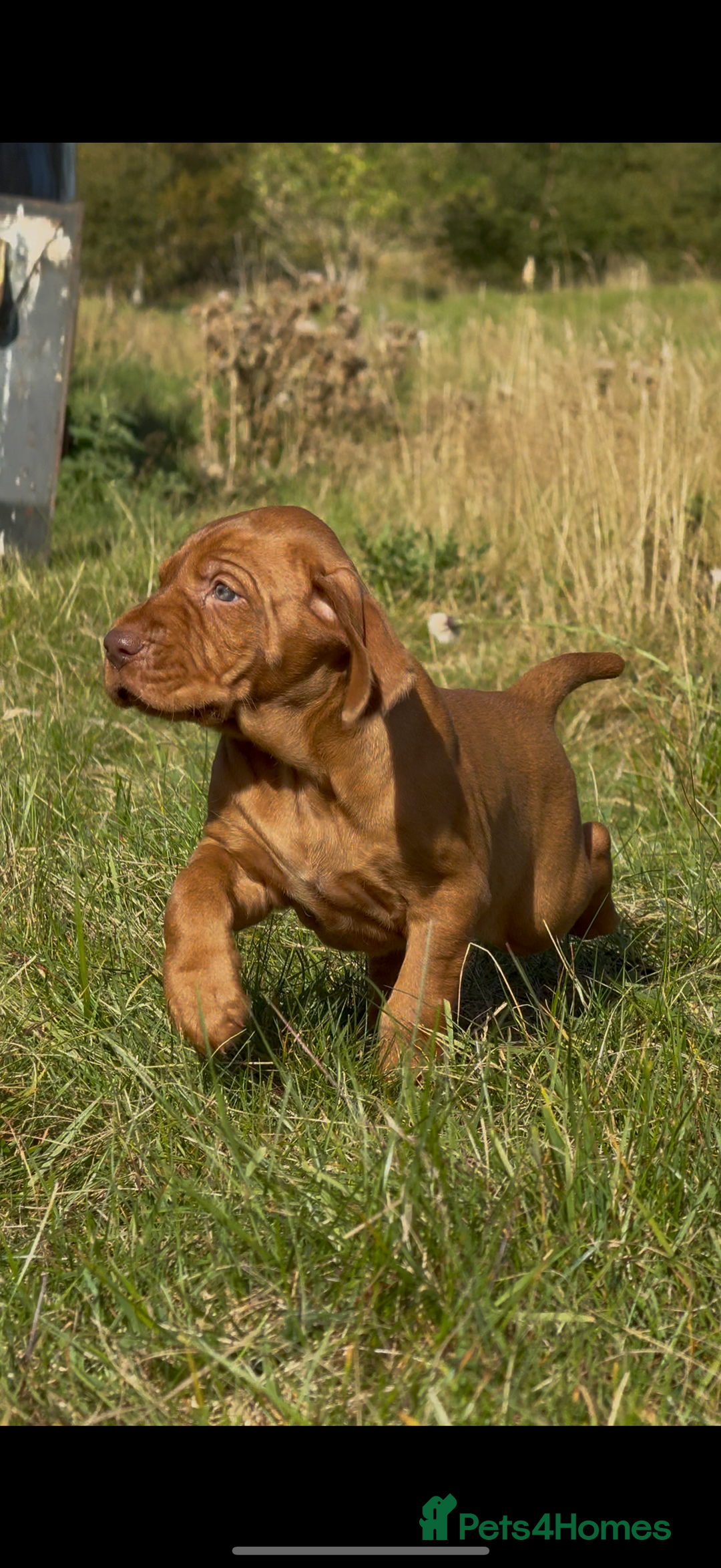 Hungarian Vizsla dogs for sale: Wirehaired Vizsla’s - Image 8