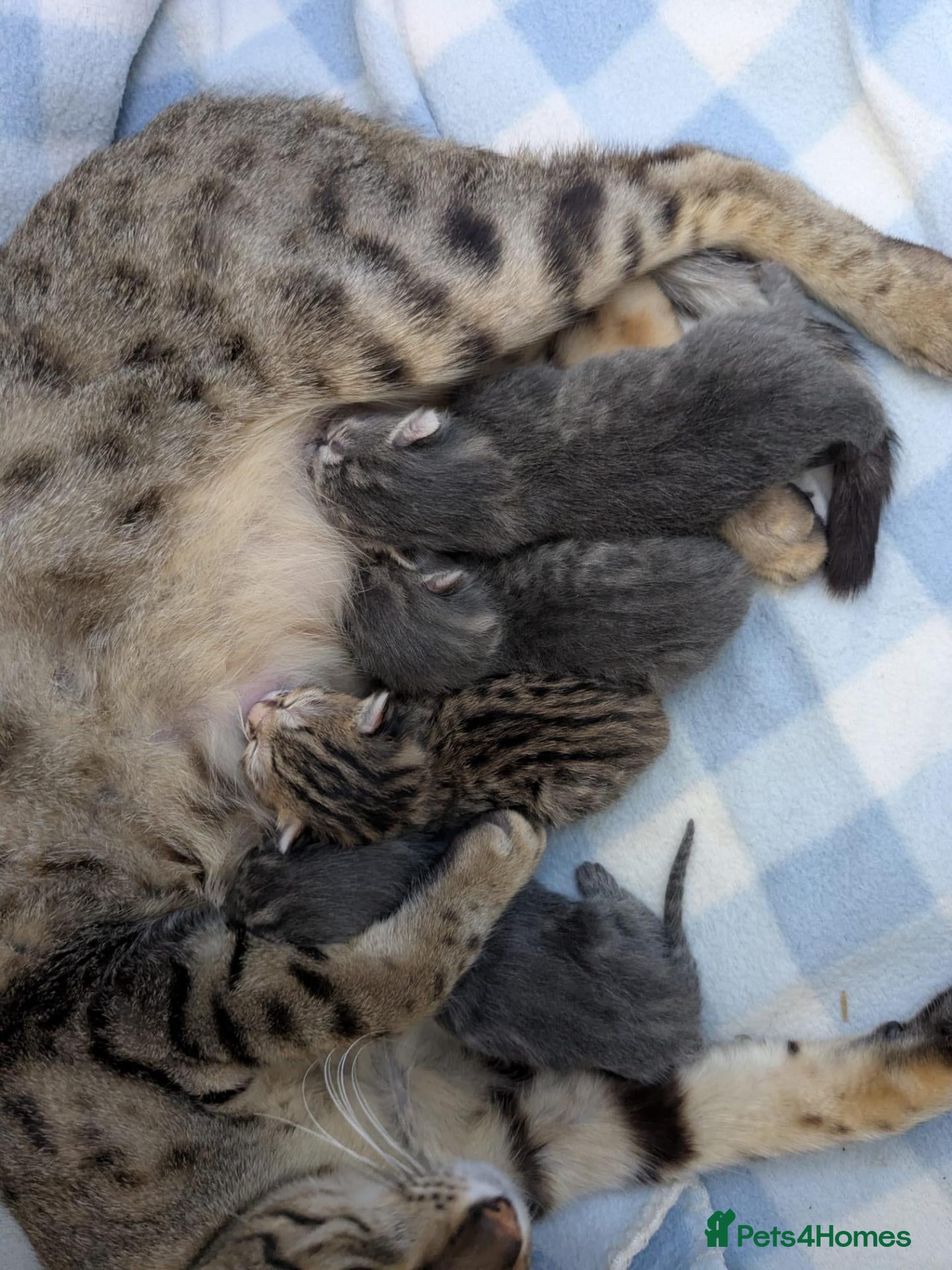 Savannah cats Savannah cross kittens. - Advert 6