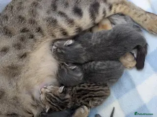 Mixed Breed cats Savannah cross kittens. - Advert 1