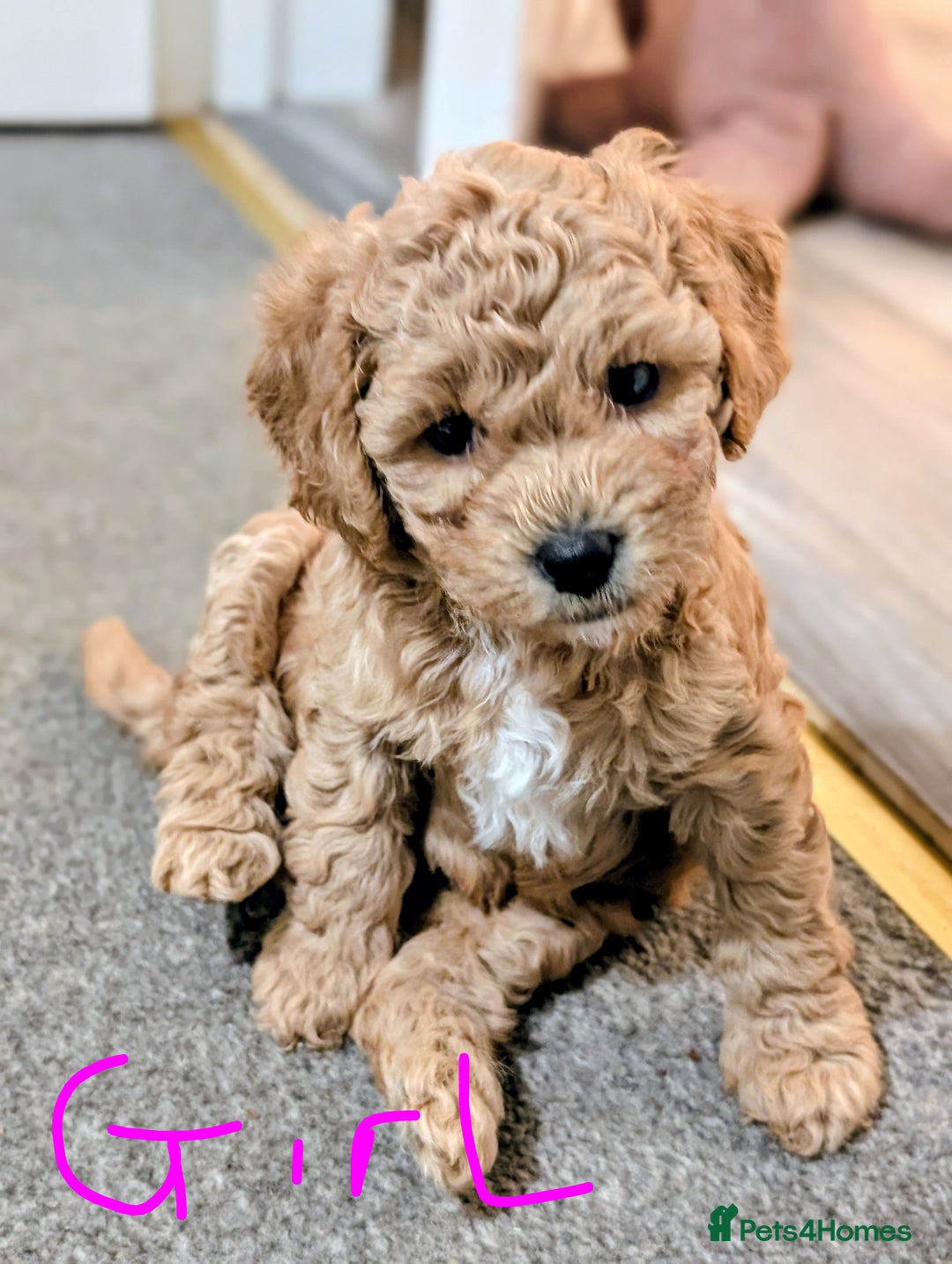 Shihpoo dogs for sale: F1b Shipoo Puppies  - Image 7