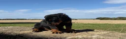 Dobermann dogs for sale: Beautiful, Healthy Doberman Puppies  - Advert 13