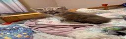 Ragdoll cats for sale: Beautiful Ragdoll x Bengal kittens - Advert 5