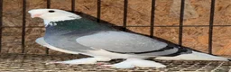 Pigeons birds for sale: FANCY WEST OF ENGLAND TUMBLERS - Advert 4