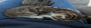 Bengal 2