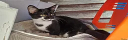 Mixed Breed cats for sale: Beautiful kittens boy and girl  - Advert 7