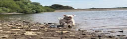 American Bulldog dogs for stud: Very handsome American bulldog for stud  - Advert 10
