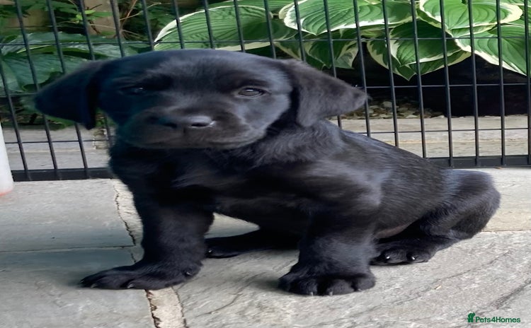 Labrador Retriever dogs - Advert 9