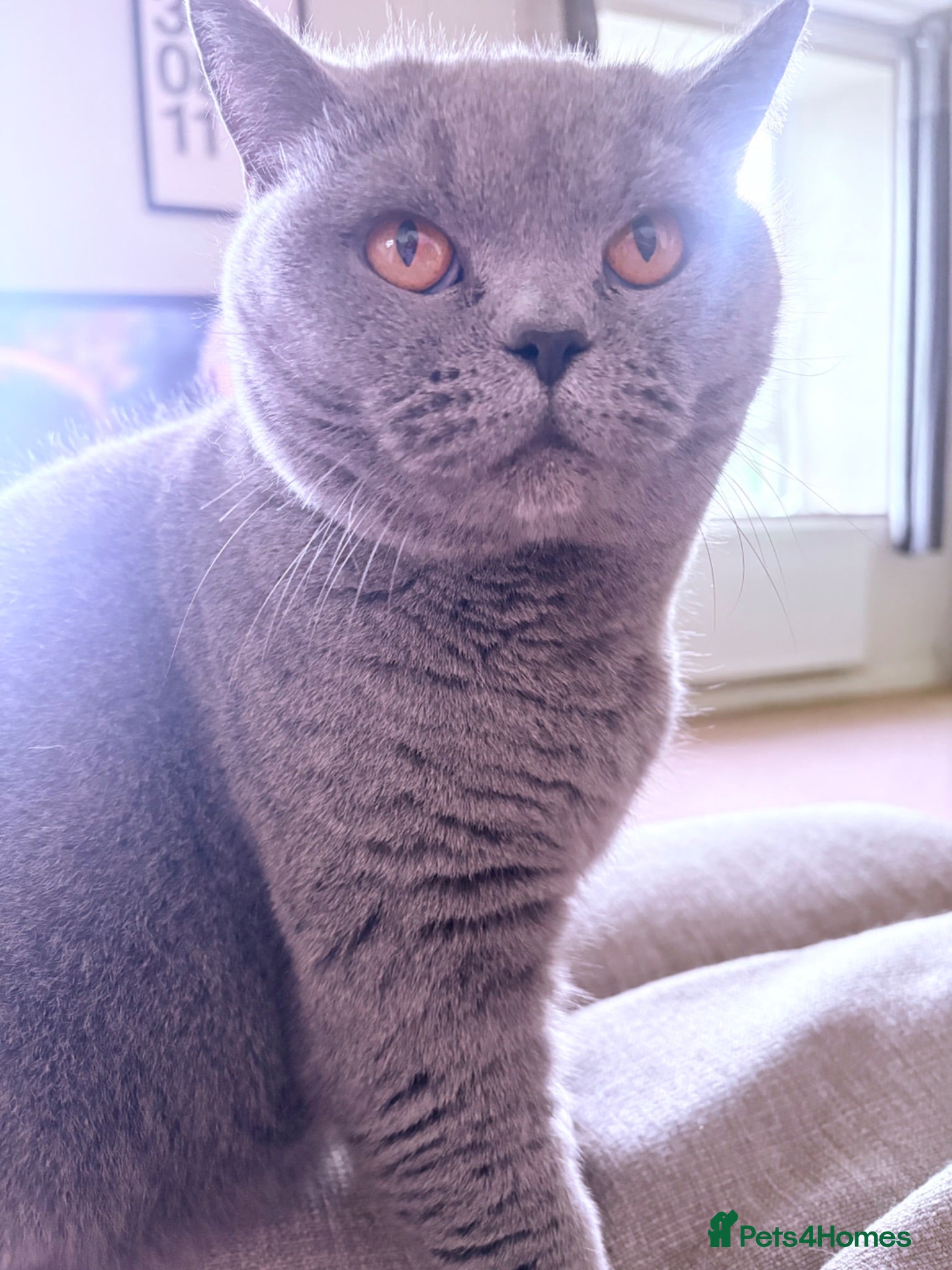 British Shorthair cats 🐾 British Shorthair Cross Kittens 🐾 - Advert 1