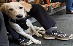 Mixed Breed dogs for adoption: Roo (Spaniel/Setter mix) - Image 21