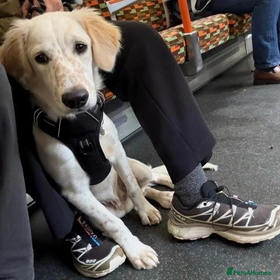 Mixed Breed dogs for adoption: Roo (Spaniel/Setter mix) - Image 21