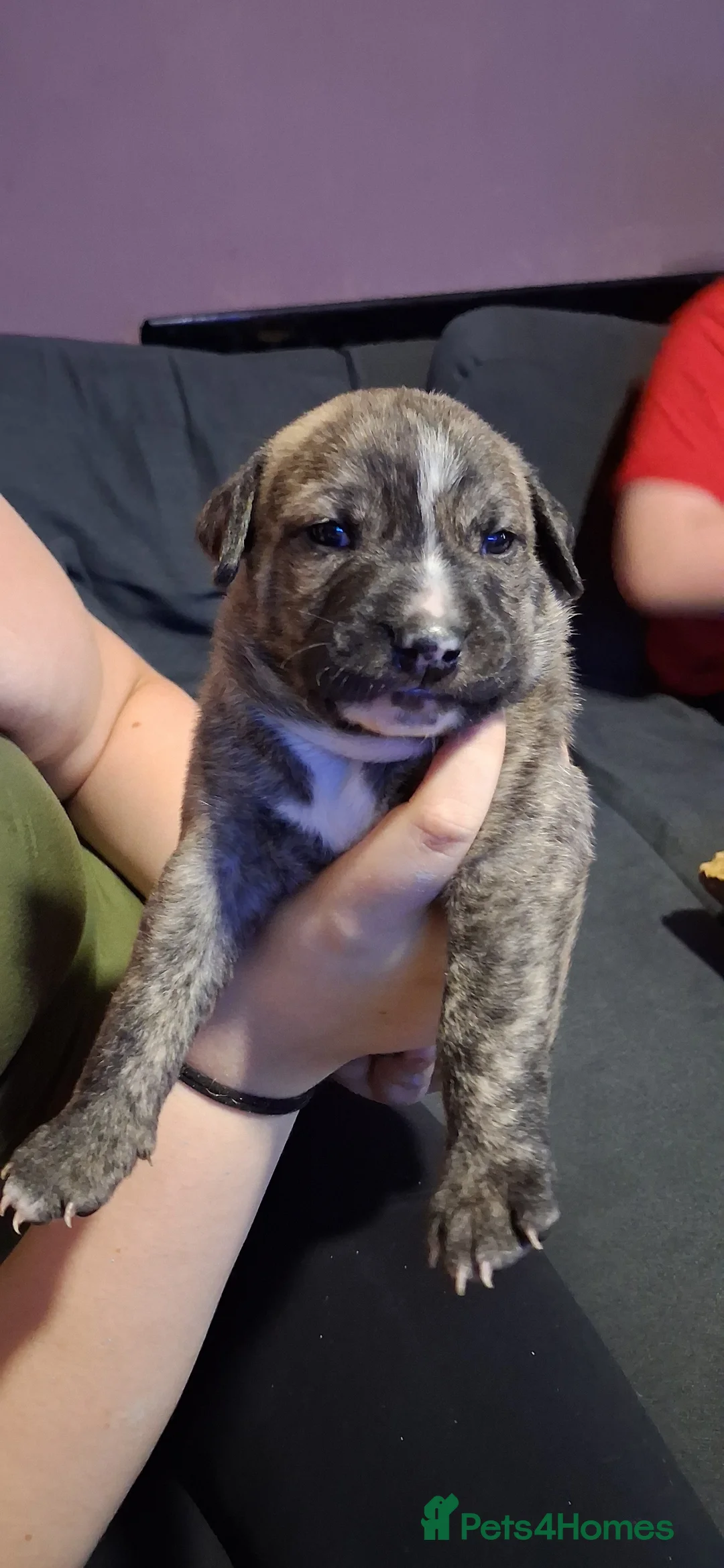 Mixed Breed dogs for sale: 6 beautiful bull x whippet  - Advert 15