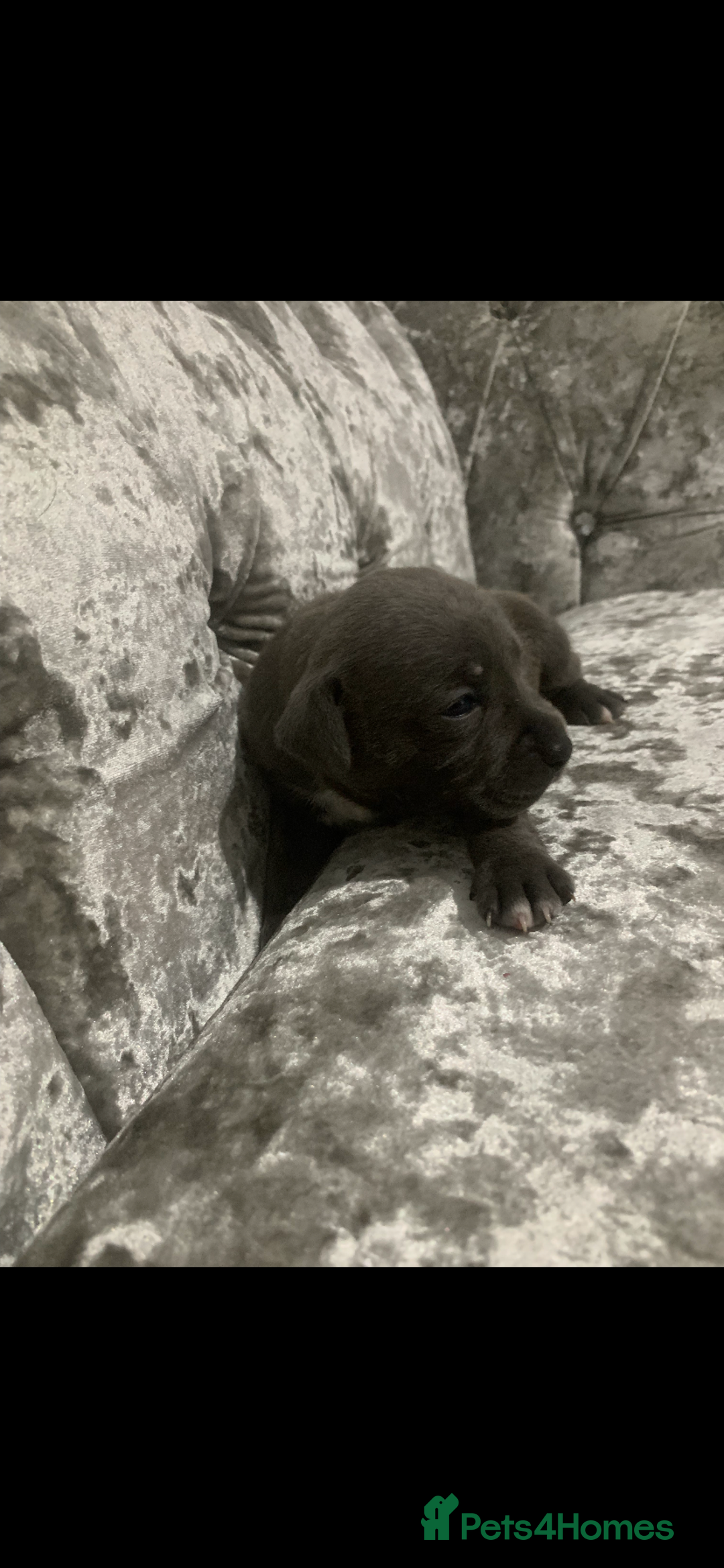 Staffordshire Bull Terrier dogs for sale: KC Reg Staffy Puppies Ready 3rd Dec - Image 5