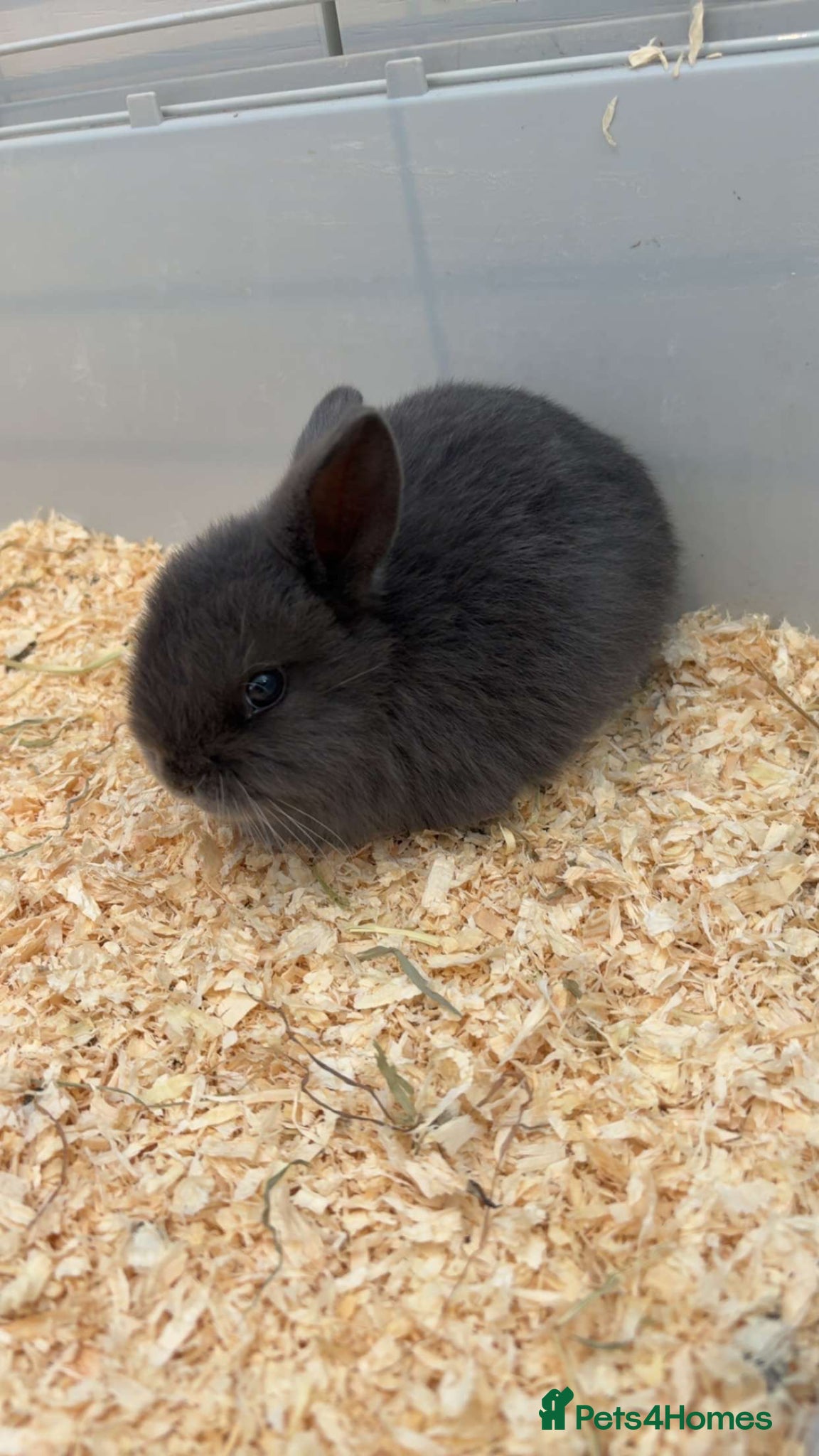 Mini Lop rabbits Mini lop please read description first - Advert 4
