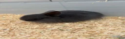 Mini Lop rabbits for sale: Mini lop please read description first - Advert 1
