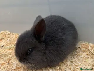 Mini Lop rabbits Mini lop please read description first - Advert 4