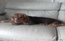 Cocker Spaniel dogs for sale: Rehoming 3 year old female cocker good hone - Image 1