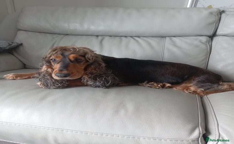 Cocker Spaniel dogs - Advert 15