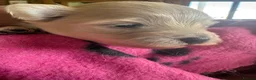 Maltipoo dogs for sale: Tiny beautiful family bred maltipoo puppies ❤️ - Advert 7