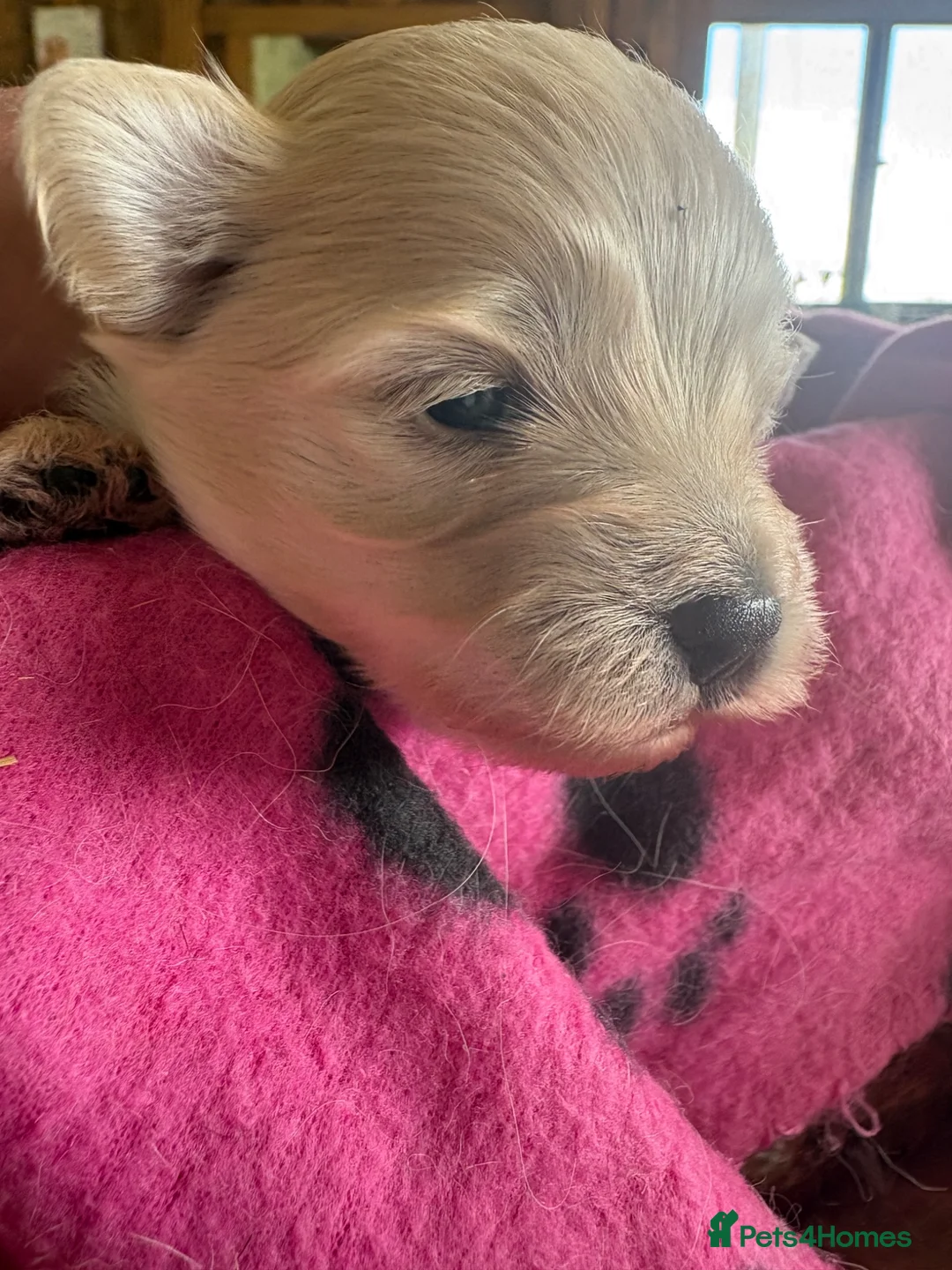 Maltipoo dogs for sale: Tiny beautiful family bred maltipoo puppies ❤️ - Advert 7