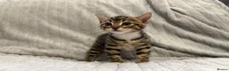 Bengal cats for sale: Bengal Kittens in West Bromwich - Advert 9