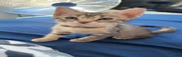 Bengal cats for sale: 🐾 Beautiful Bengal x Maine Coon Kittens 🐾 - Advert 8