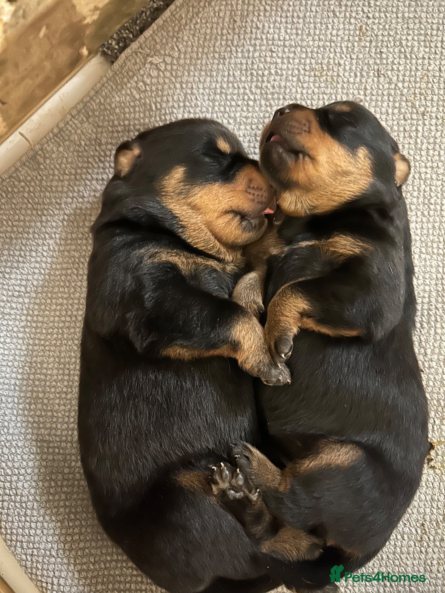 Rottweiler dogs Chunky Rottweiler puppies  - Advert 12
