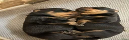 Rottweiler dogs for sale: Chunky Rottweiler puppies  in Sheffield - Advert 1