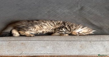 Scottish Fold cats - Advert 9