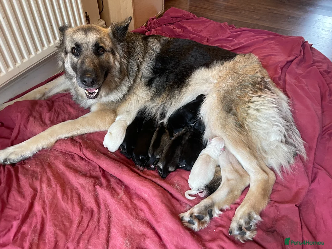 German Shepherd dogs for sale: Mixed KC Registered Long Hair GSD DM Clear - Advert 2