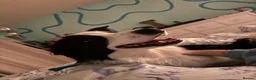 Border Collie dogs for sale: Border Collie - Advert 1